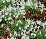 Clusters and drifts of snowdrops